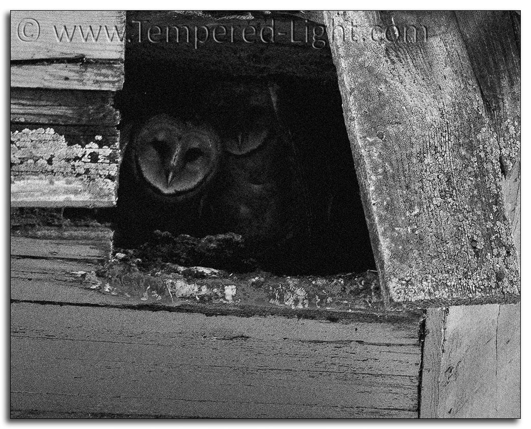 Barn Owls