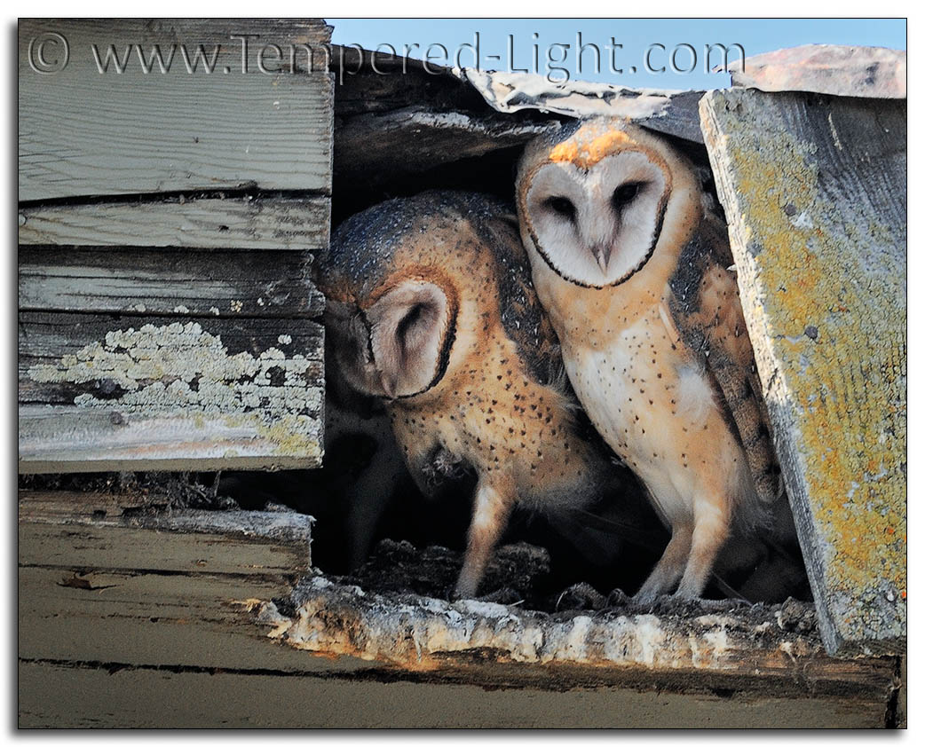 Barn Owls