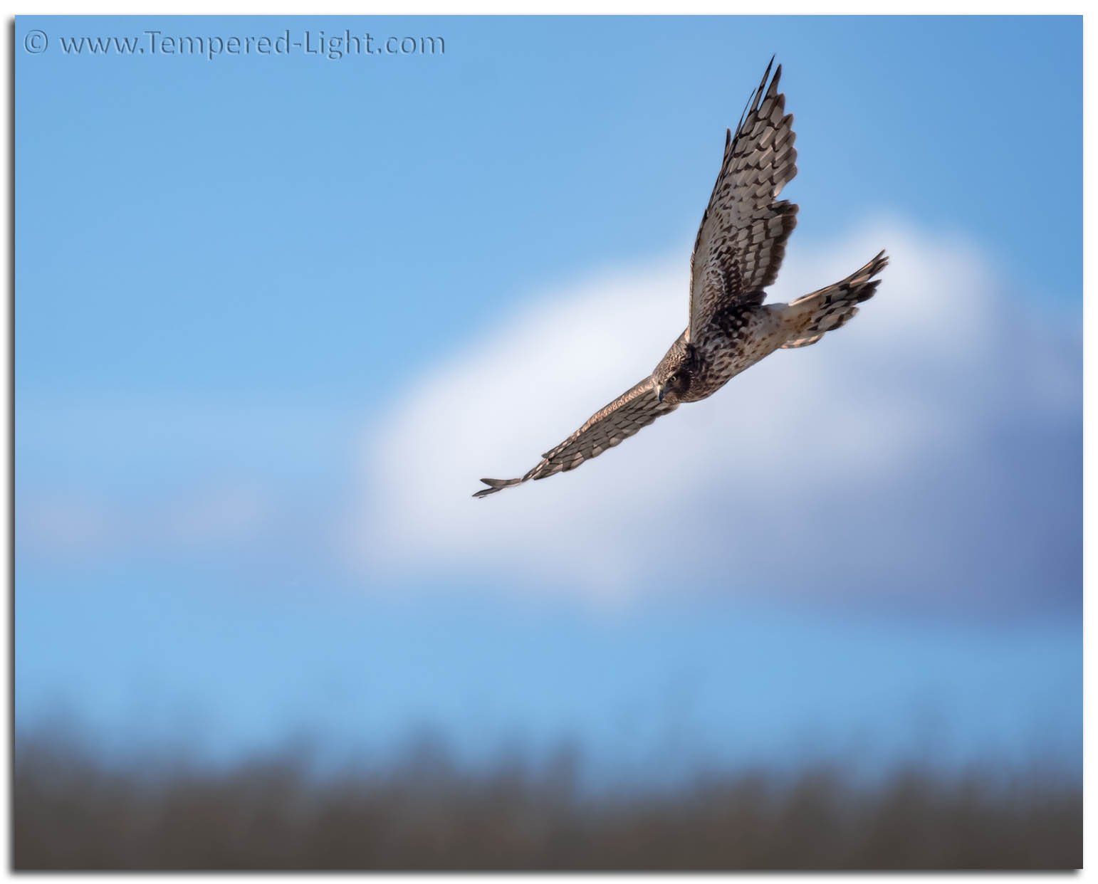 Northern Harrier