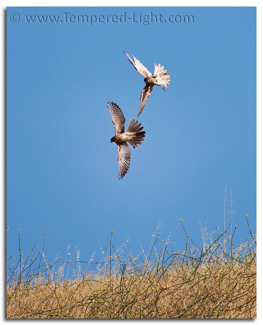 American Kestrels