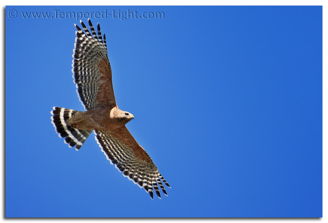 Red-Shouldered Hawk