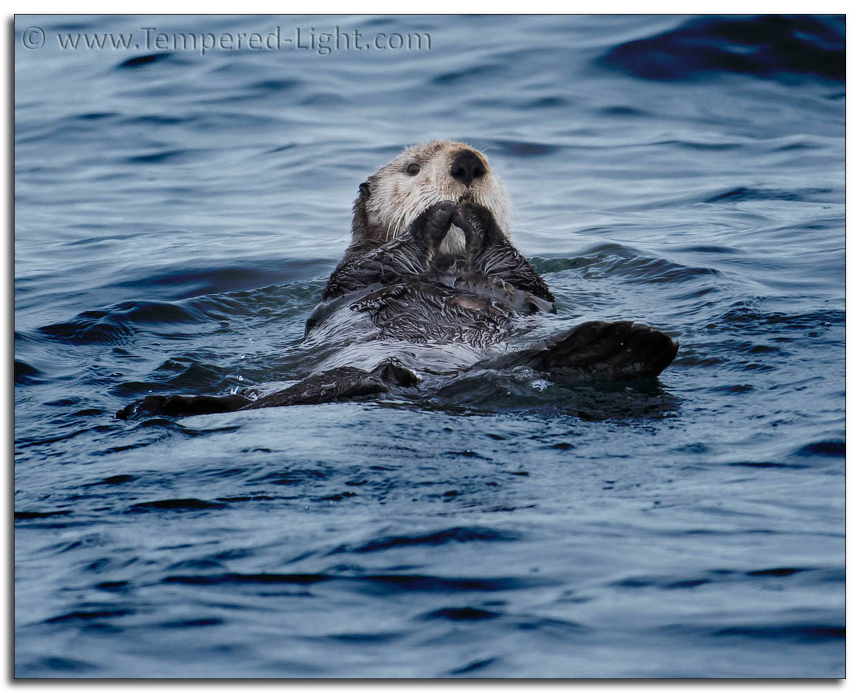 Sea Otter