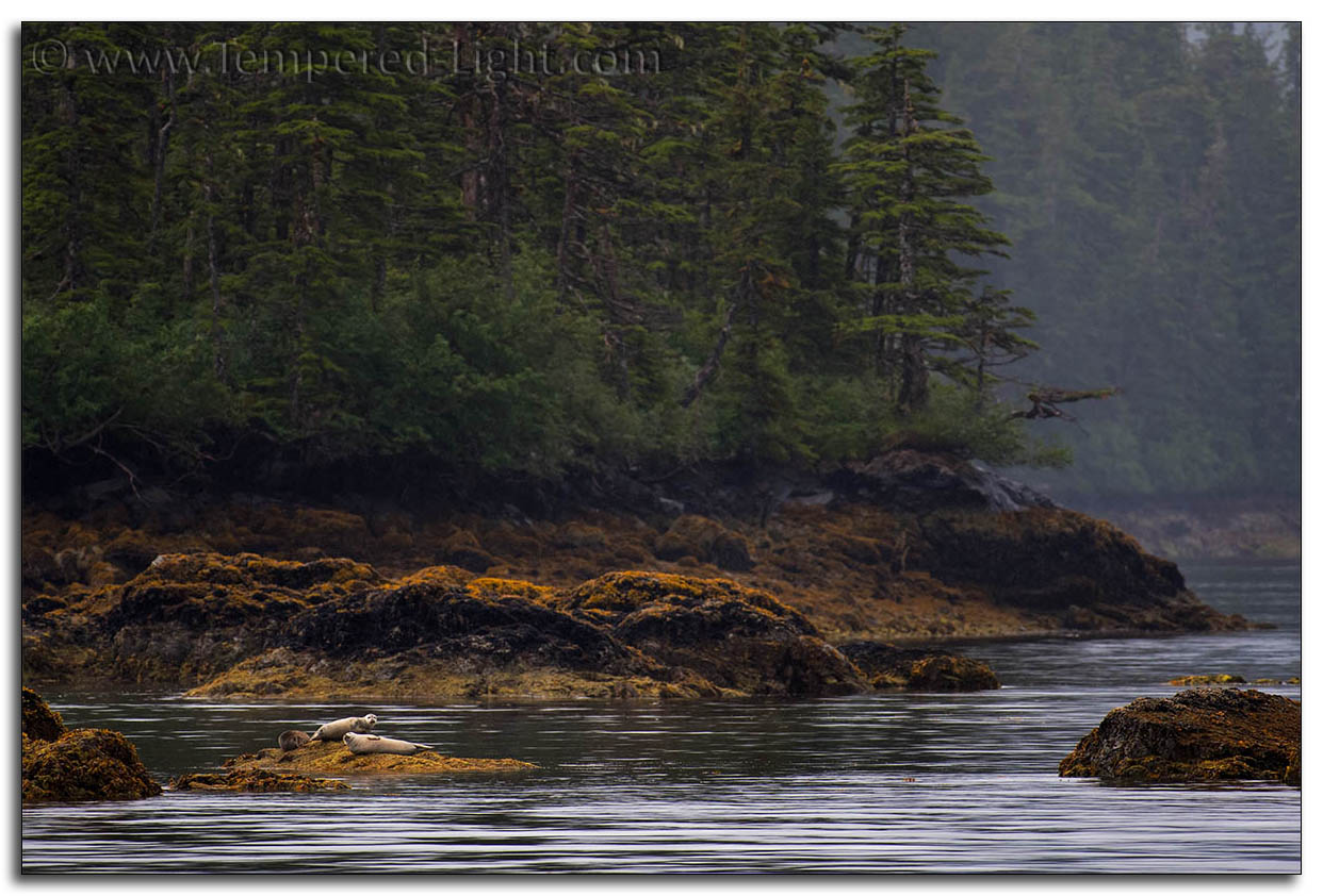 Harbor Seals