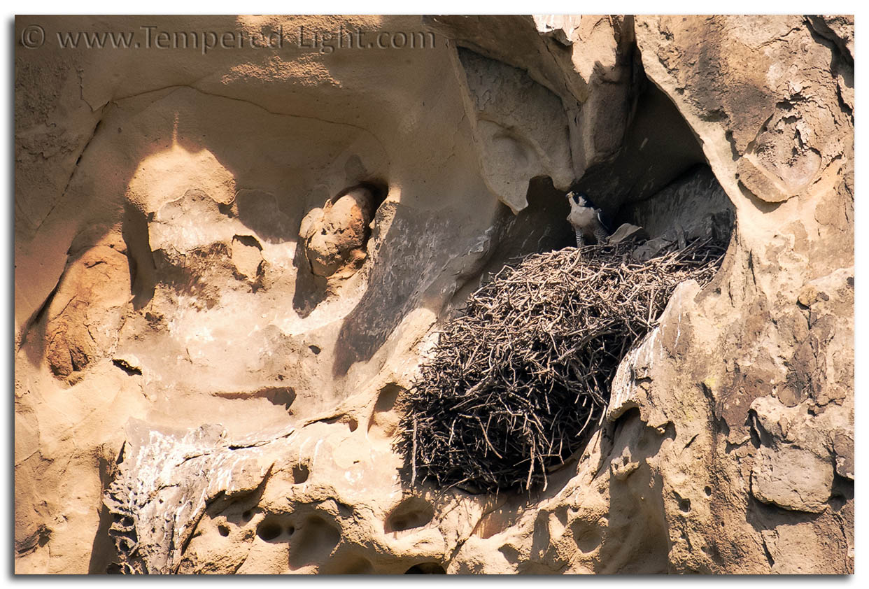 Peregrine Falcon Nest