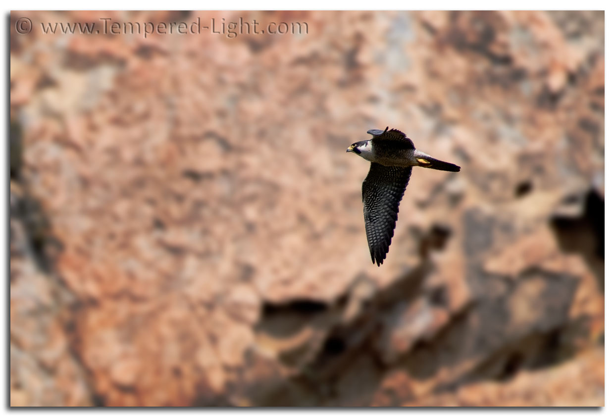 Peregrine Falcon
