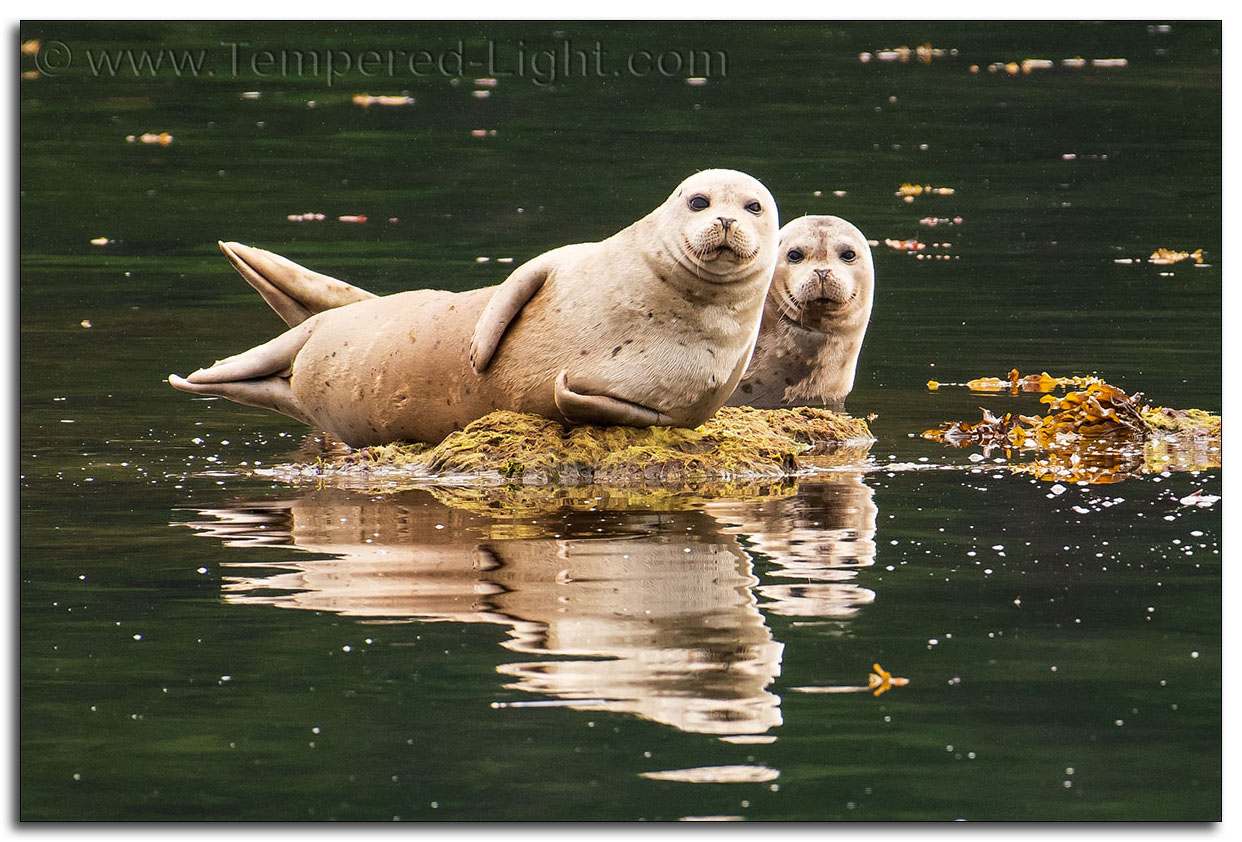 Harbor Seals