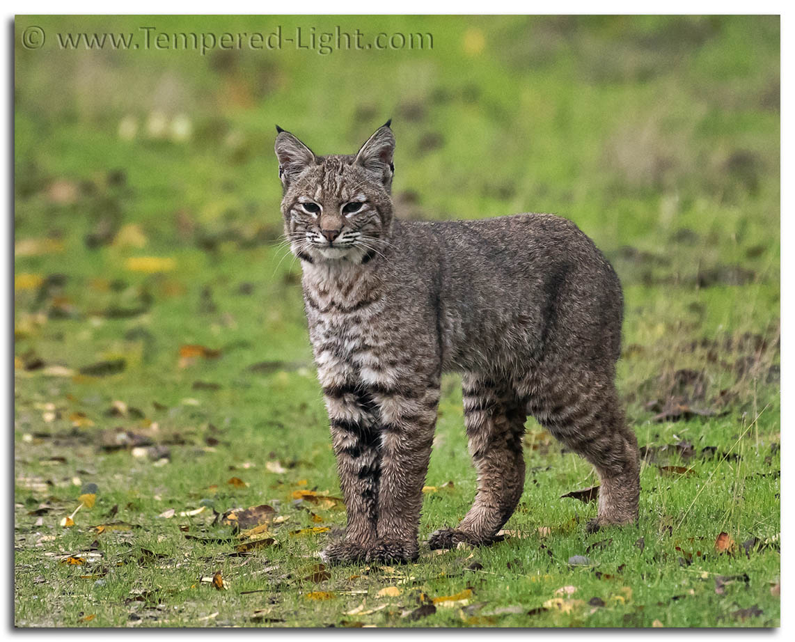 Bobcat