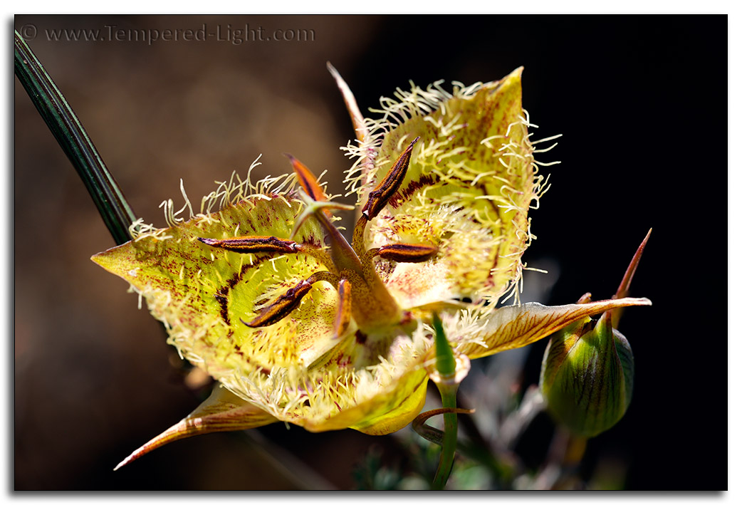 Tiburon Mariposa Lily