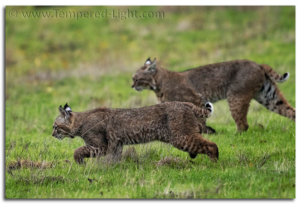 Bobcat Siblings