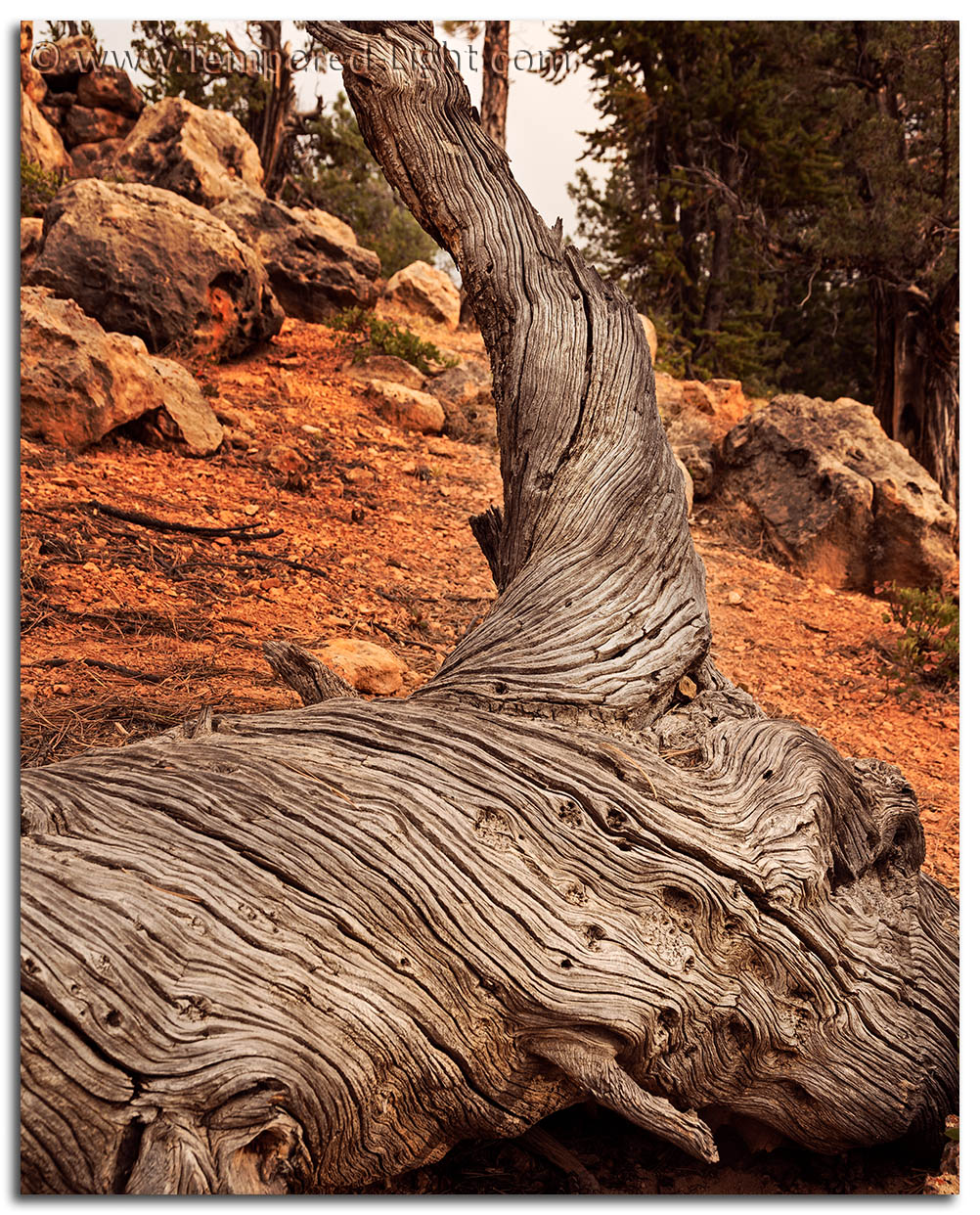 Red Rock Canyon Textures
