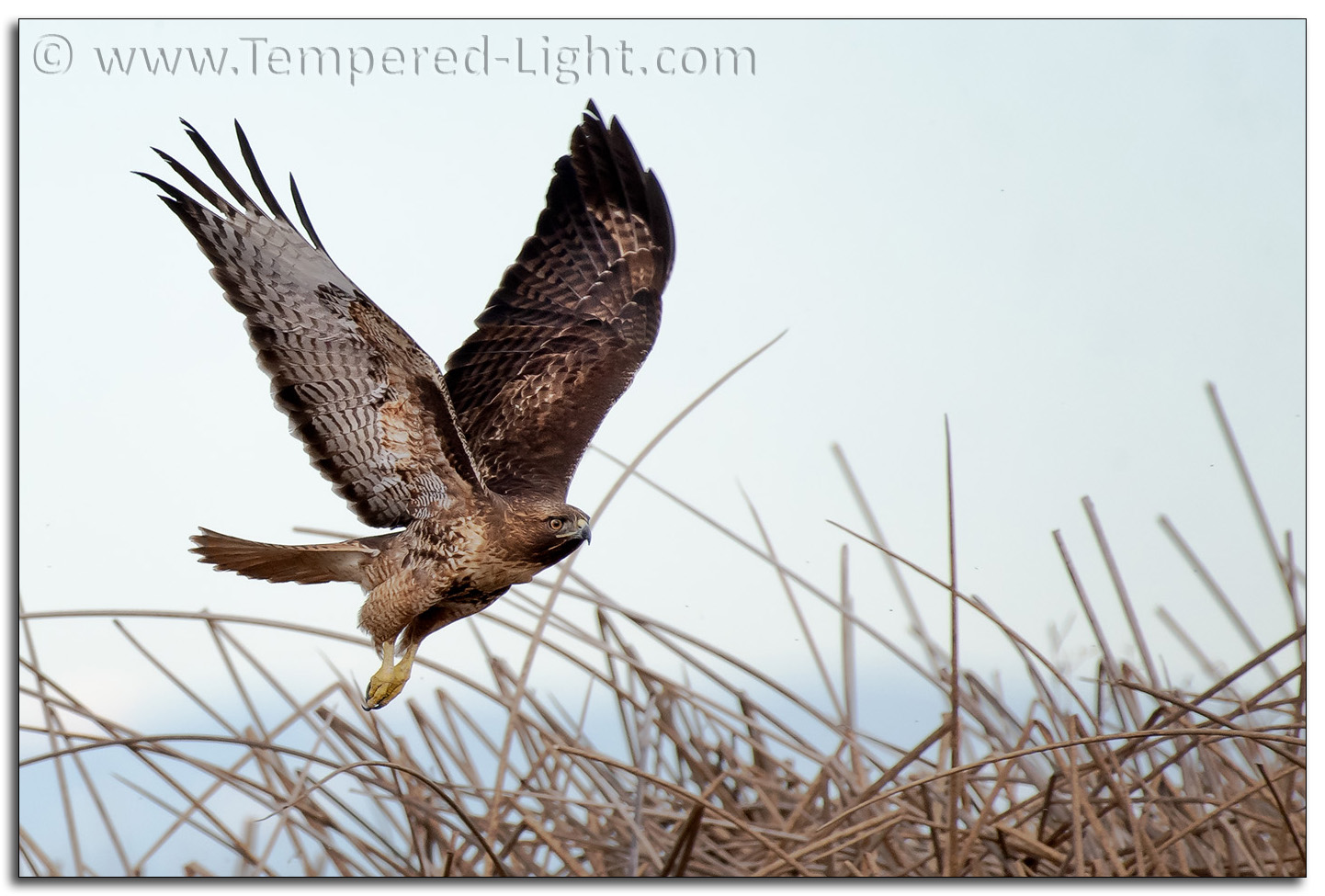 Red Tailed Hawk