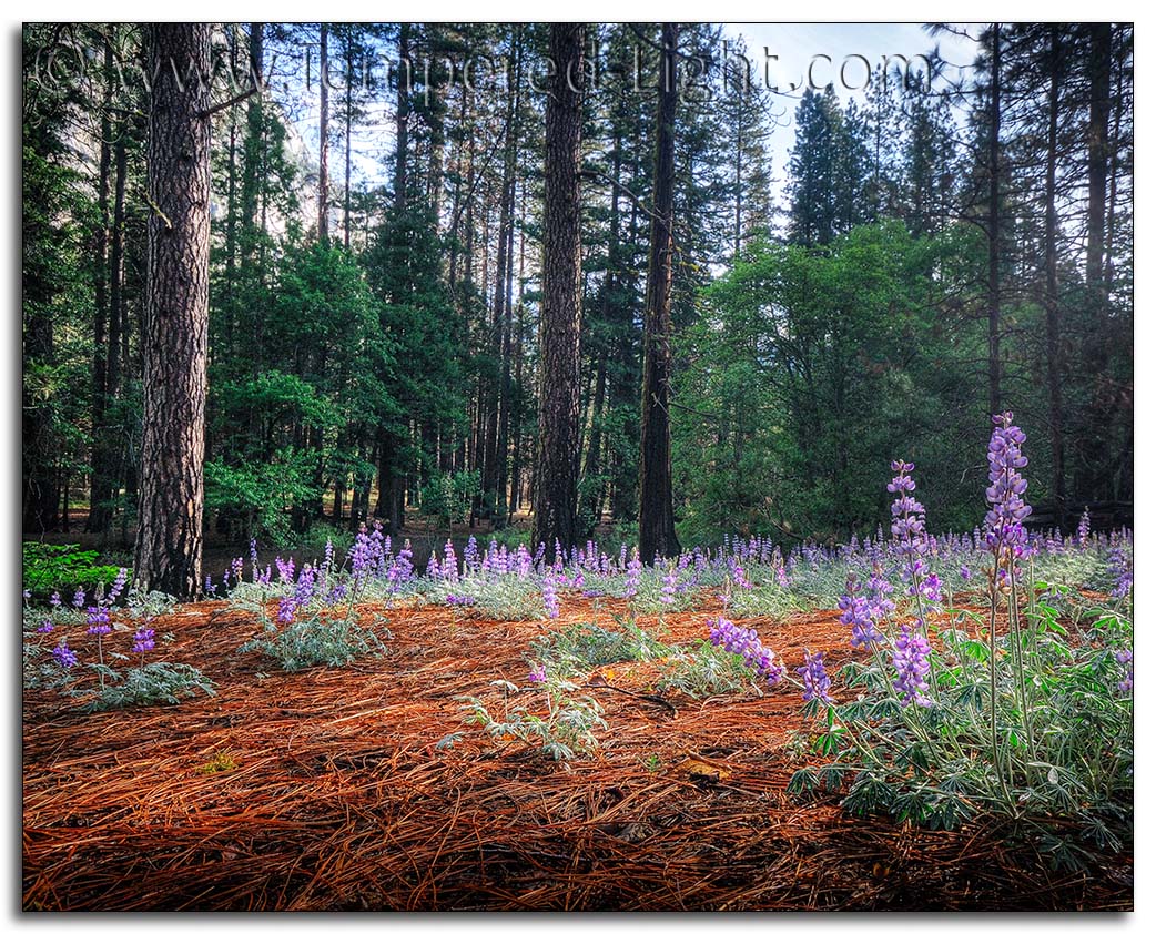 Lupines near Cathedral Beach