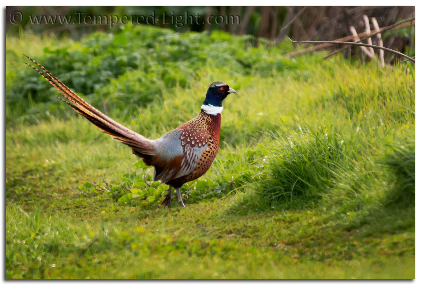 Ring-Necked Pheasant