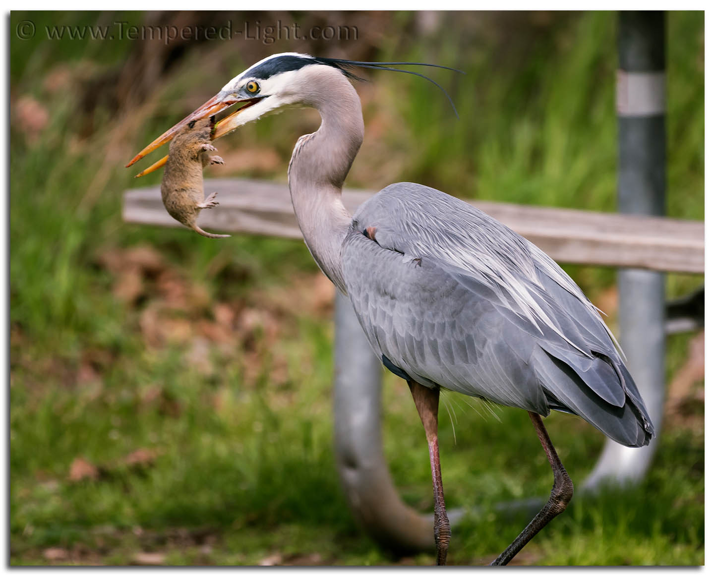 Great Blue Heron with a Snack