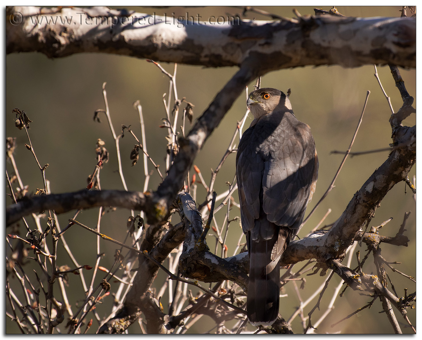 Sharp-Shinned Hawk