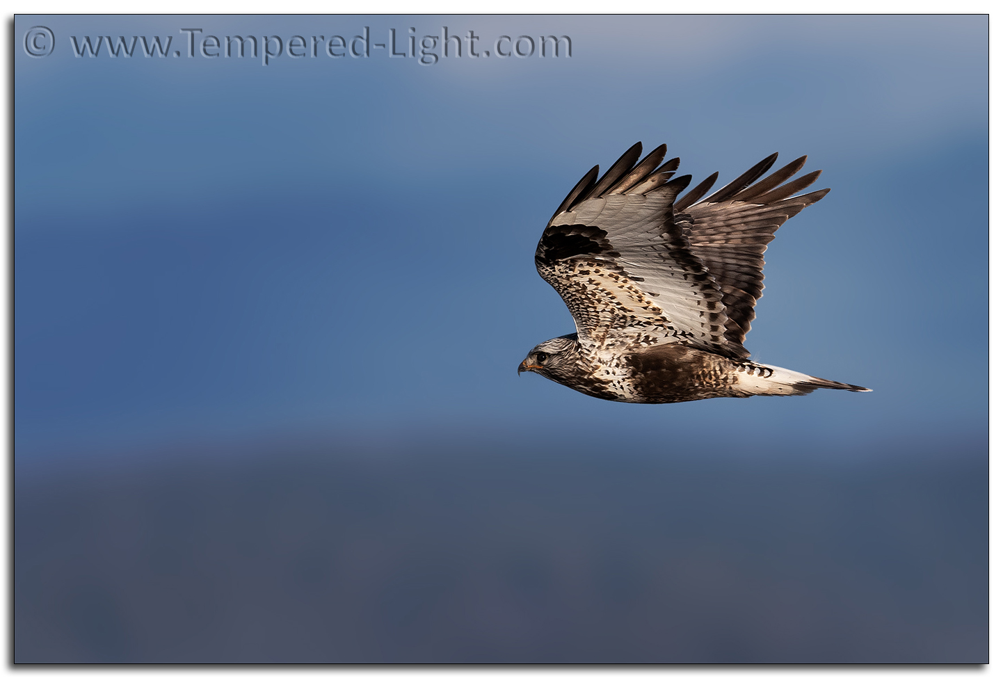 Rough-Legged Hawk