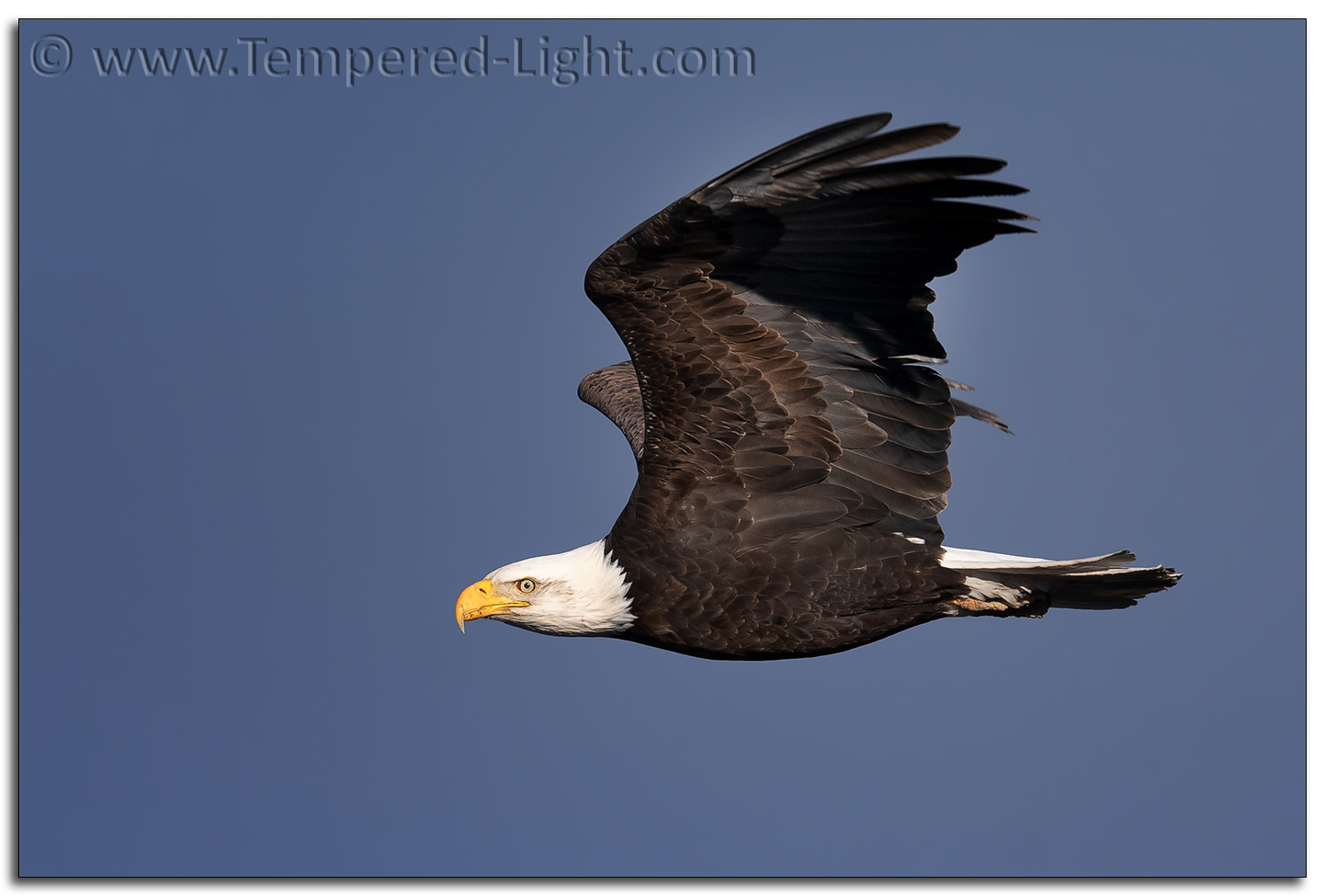 Bald Eagle