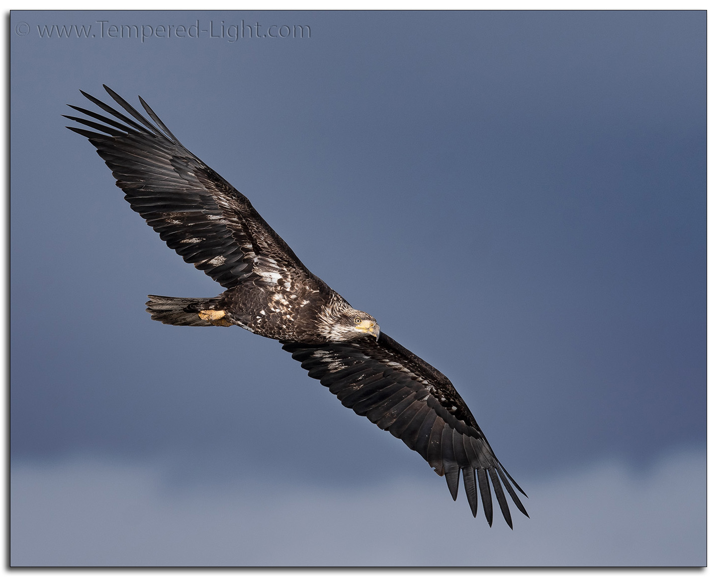 Bald Eagle Sub-Adult