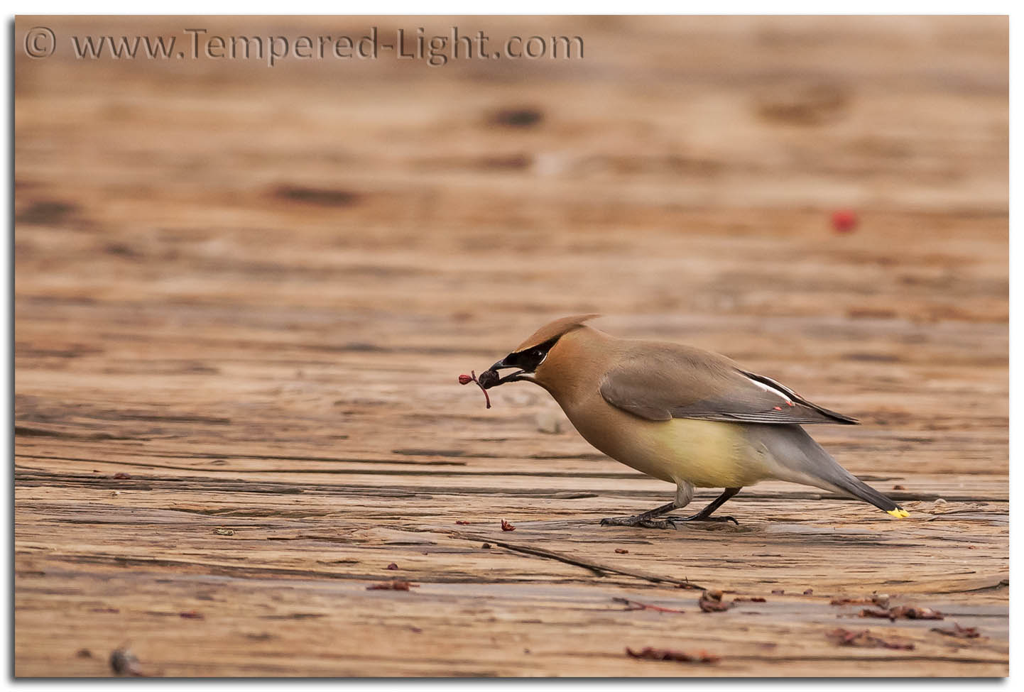 Cedar Waxwing
