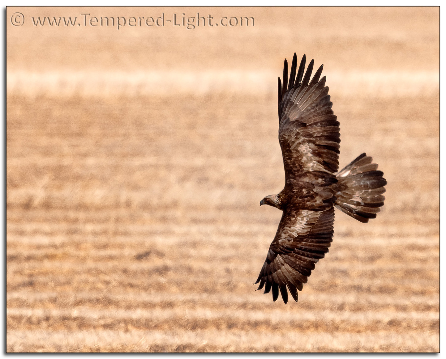 Golden Eagle