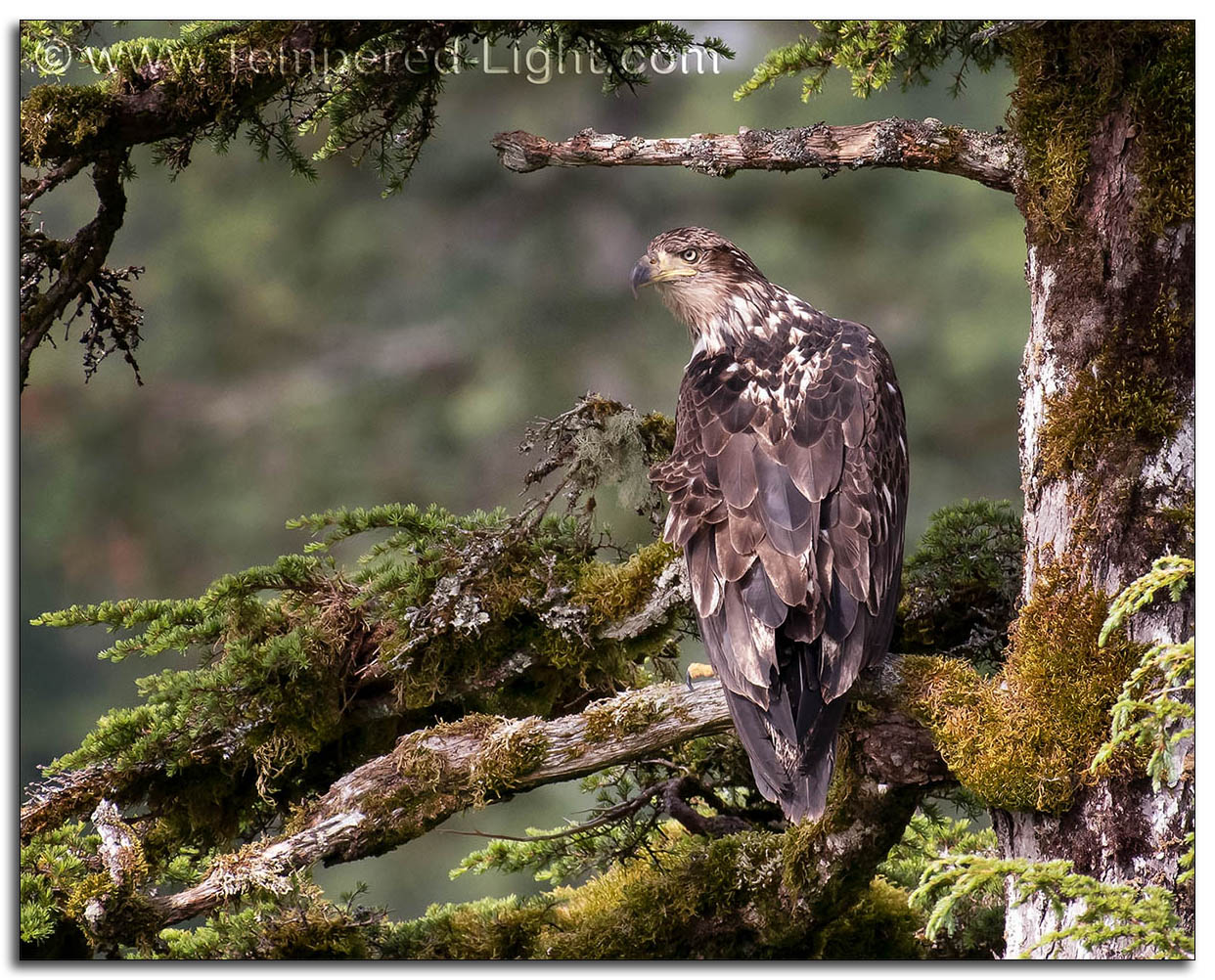 3rd-Year Immature Bald Eagle