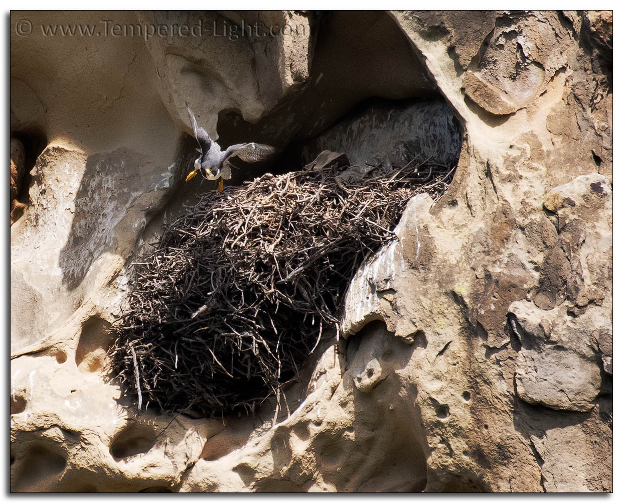 Peregrine Falcon Nest