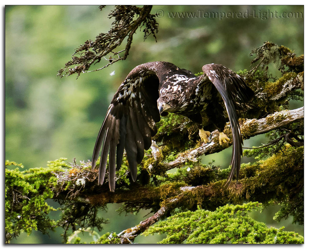 3rd-Year Immature Bald Eagle