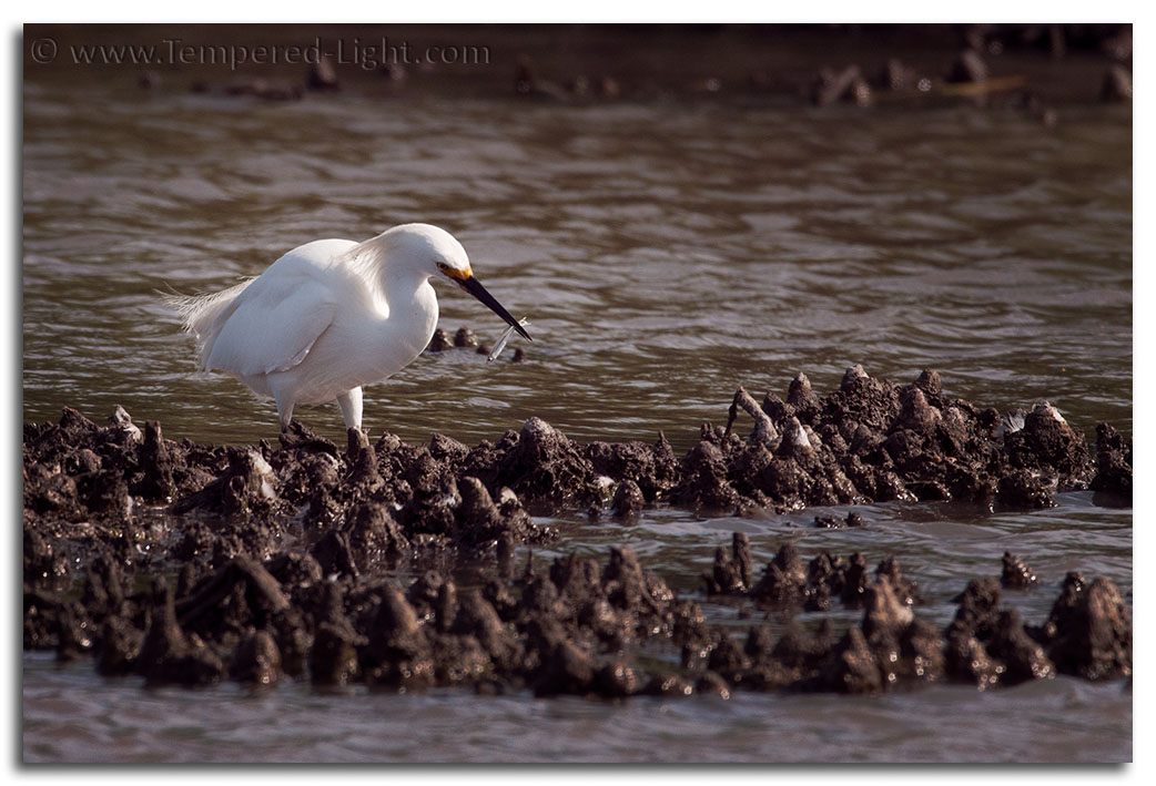 Little Egret