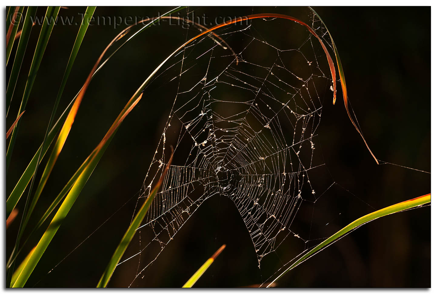 Morning Dew on Spider Web