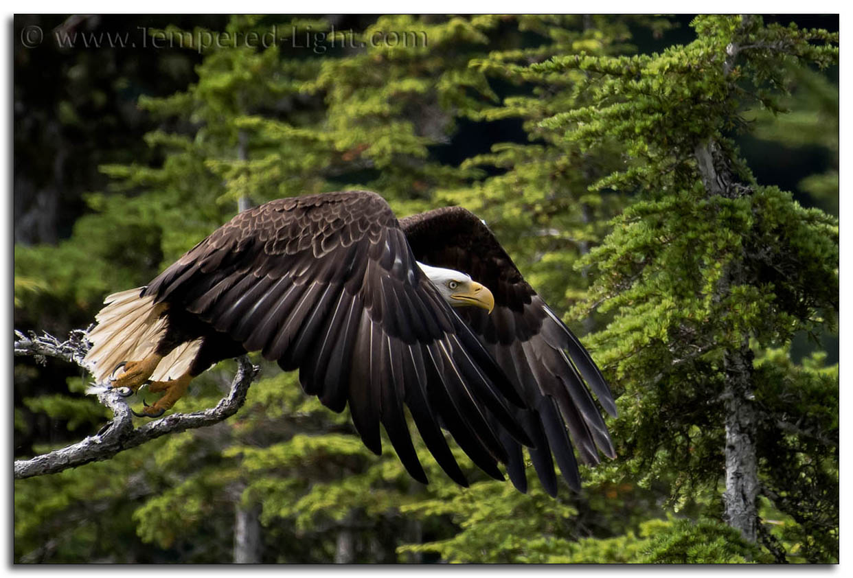 Bald Eagle