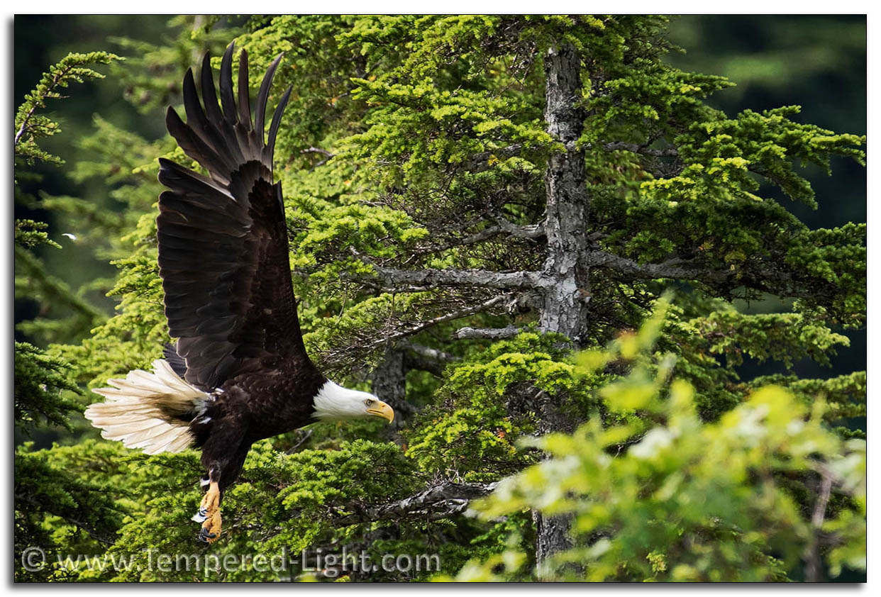 Bald Eagle