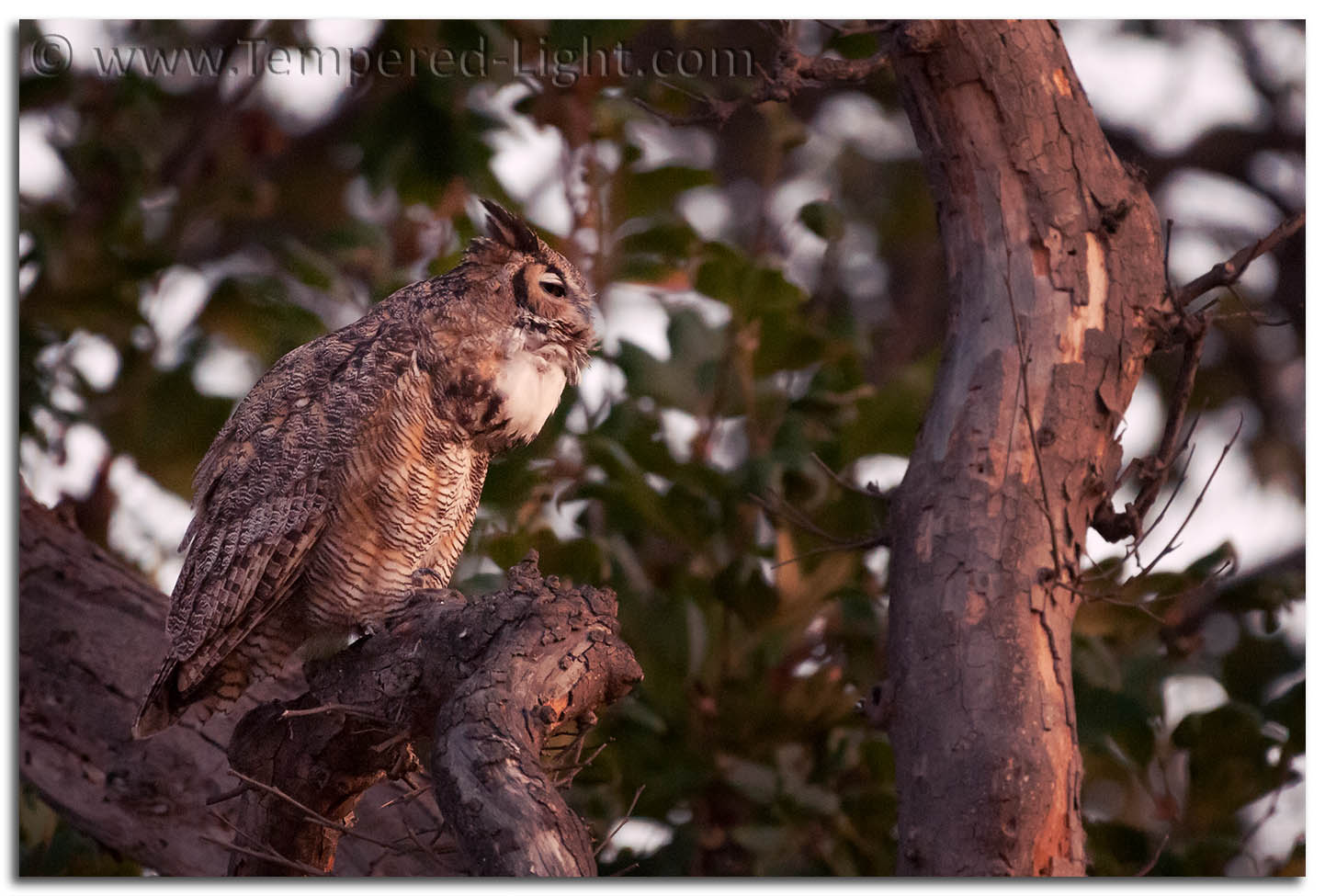 Great Horned Owl