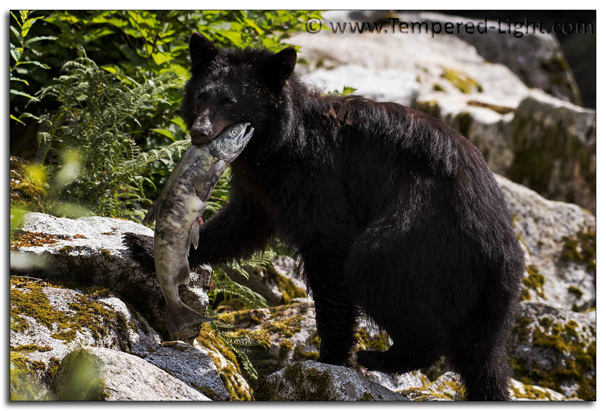 Black Bear with Salmon