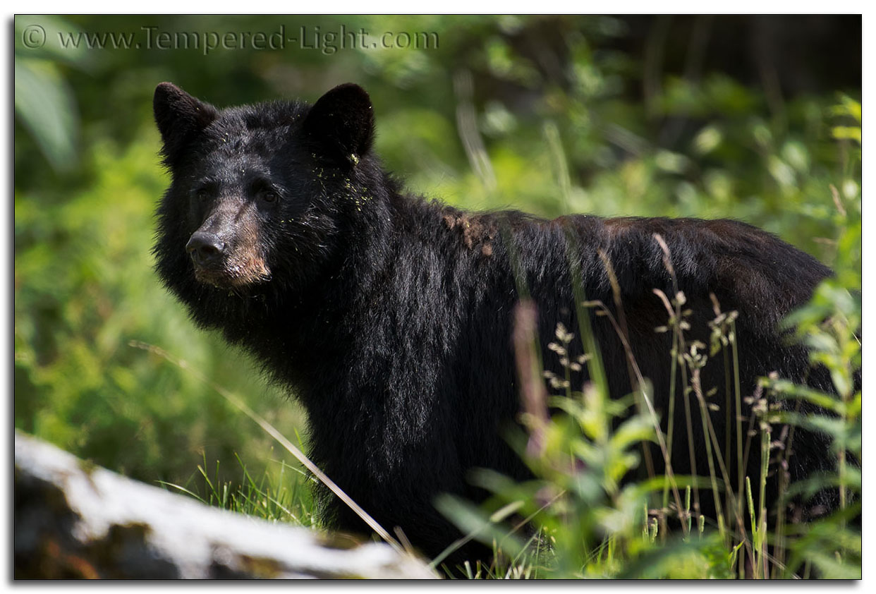 Black Bear