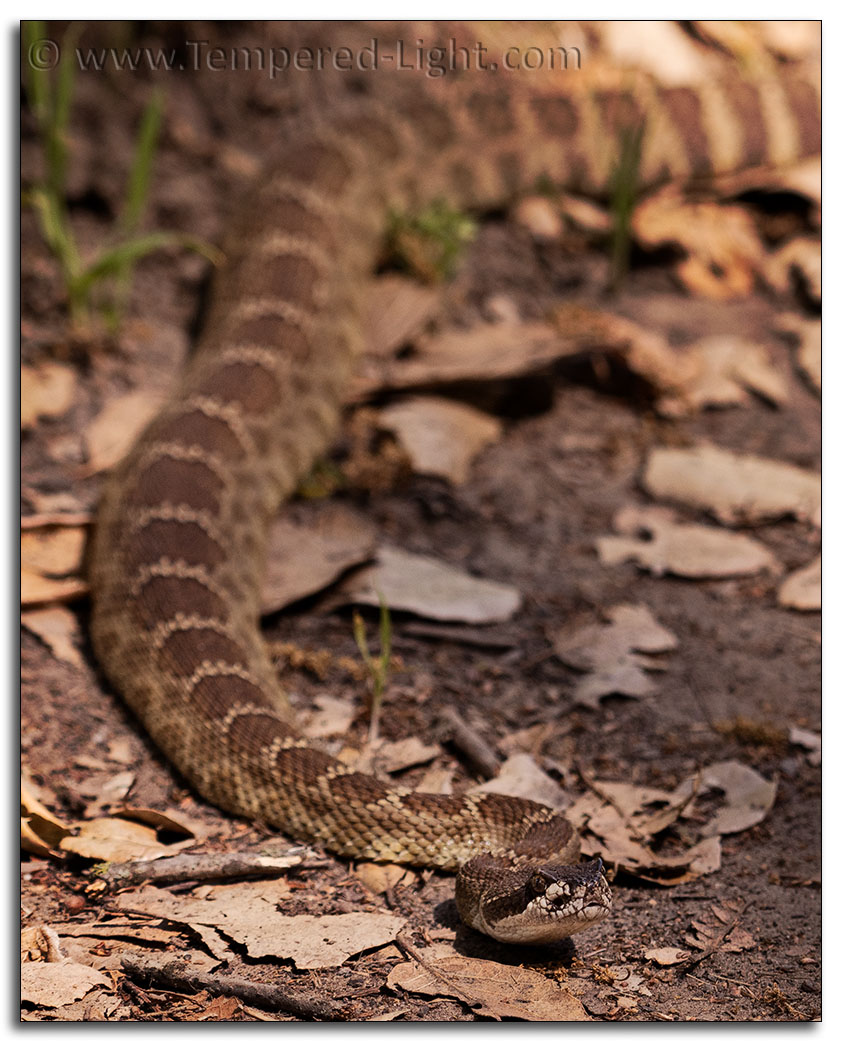 Rattlesnake