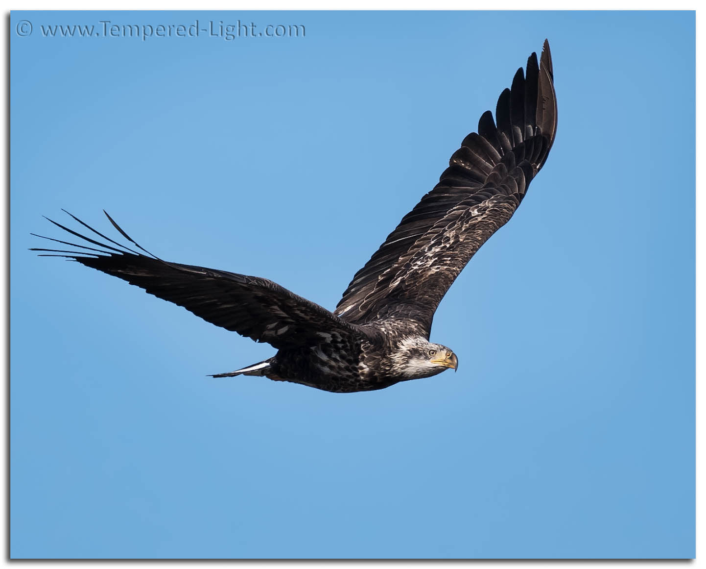 Juvenile Bald Eagle