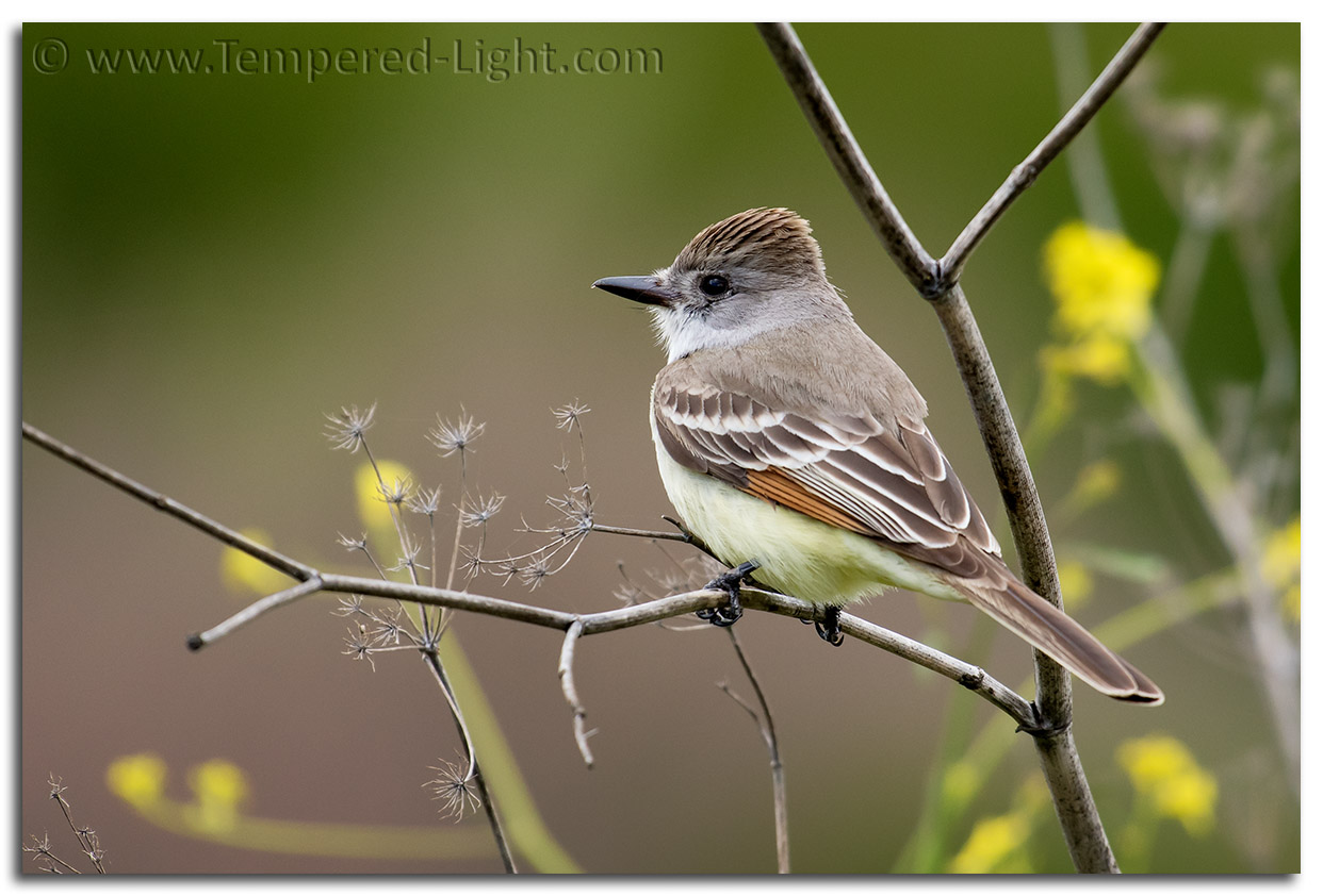 Ash-Throated Flycatcher
