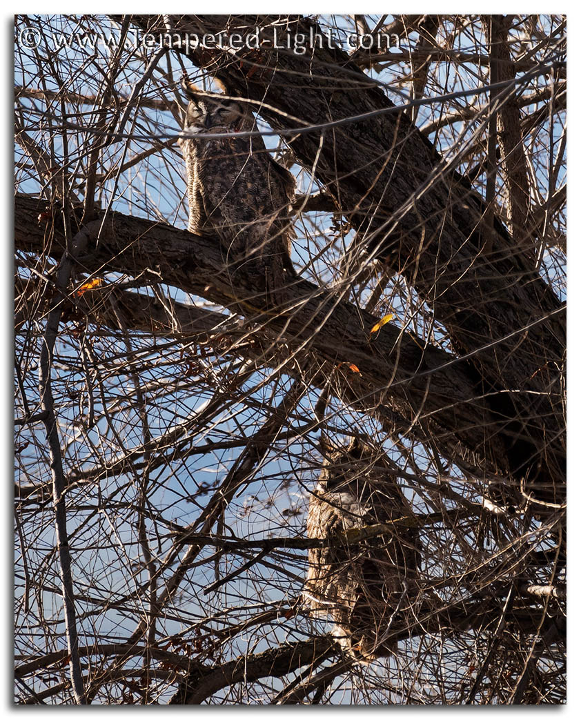 Great Horned Owl Couple