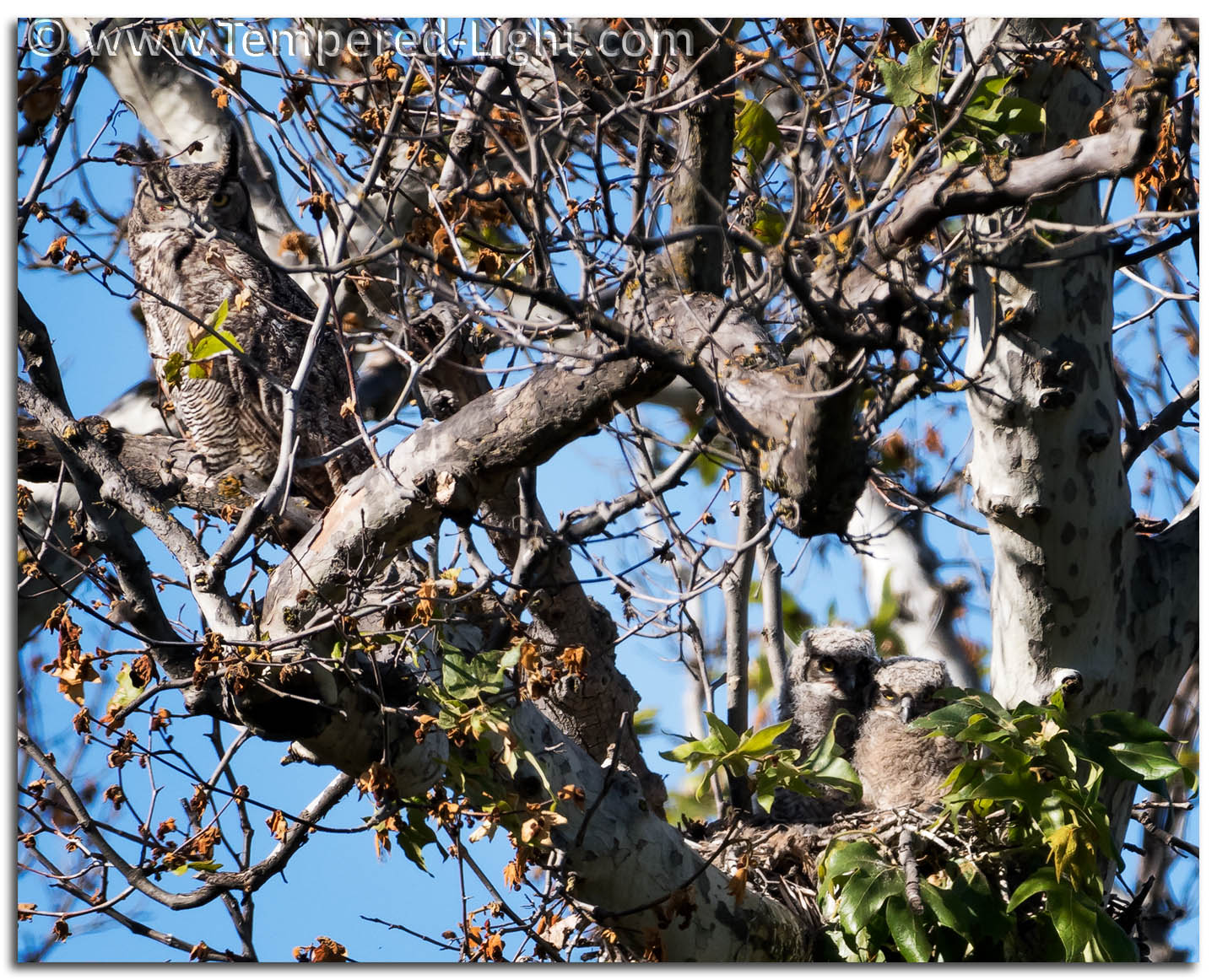 Great Horned Owl Family