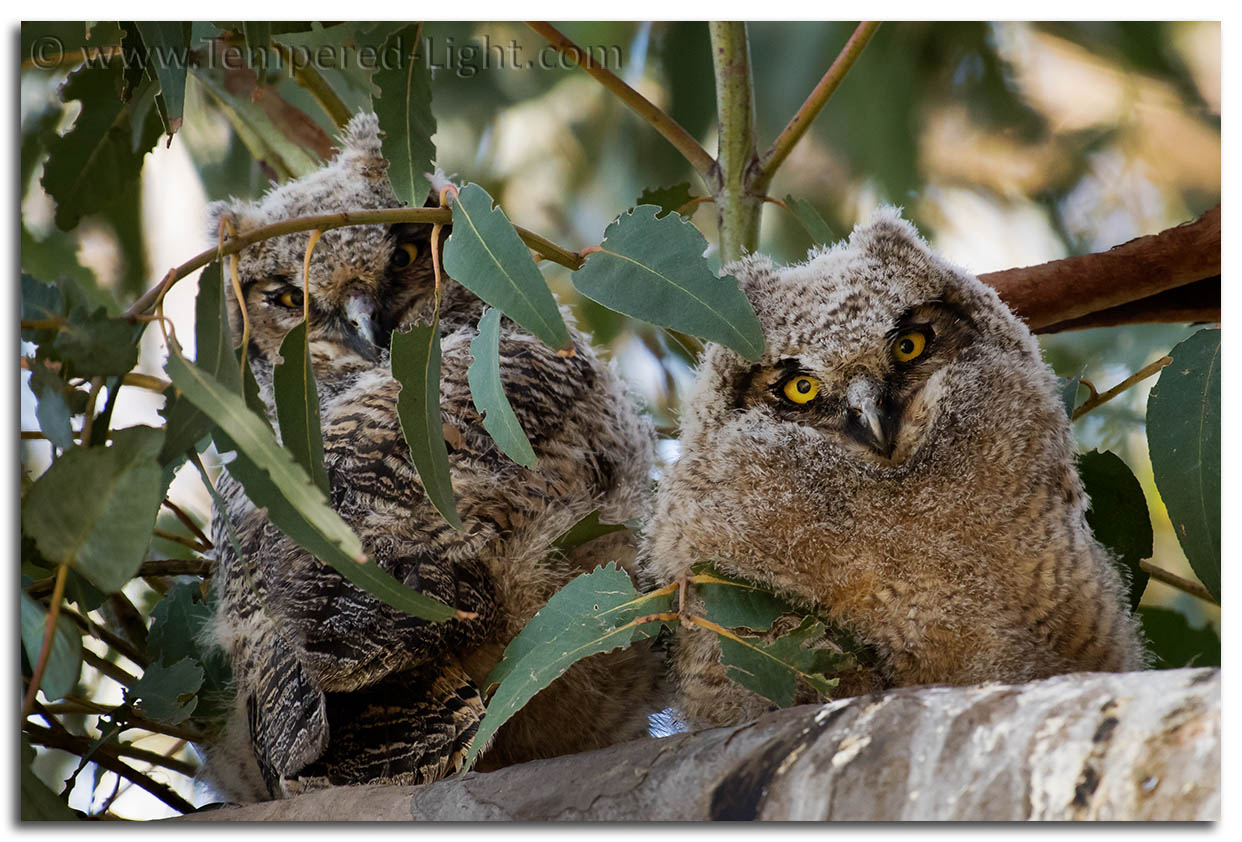 Great Horned Owlets