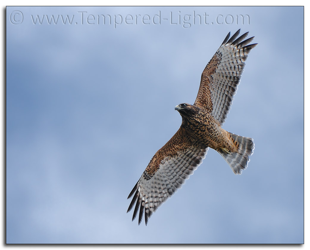 Red-Shouldered Hawk