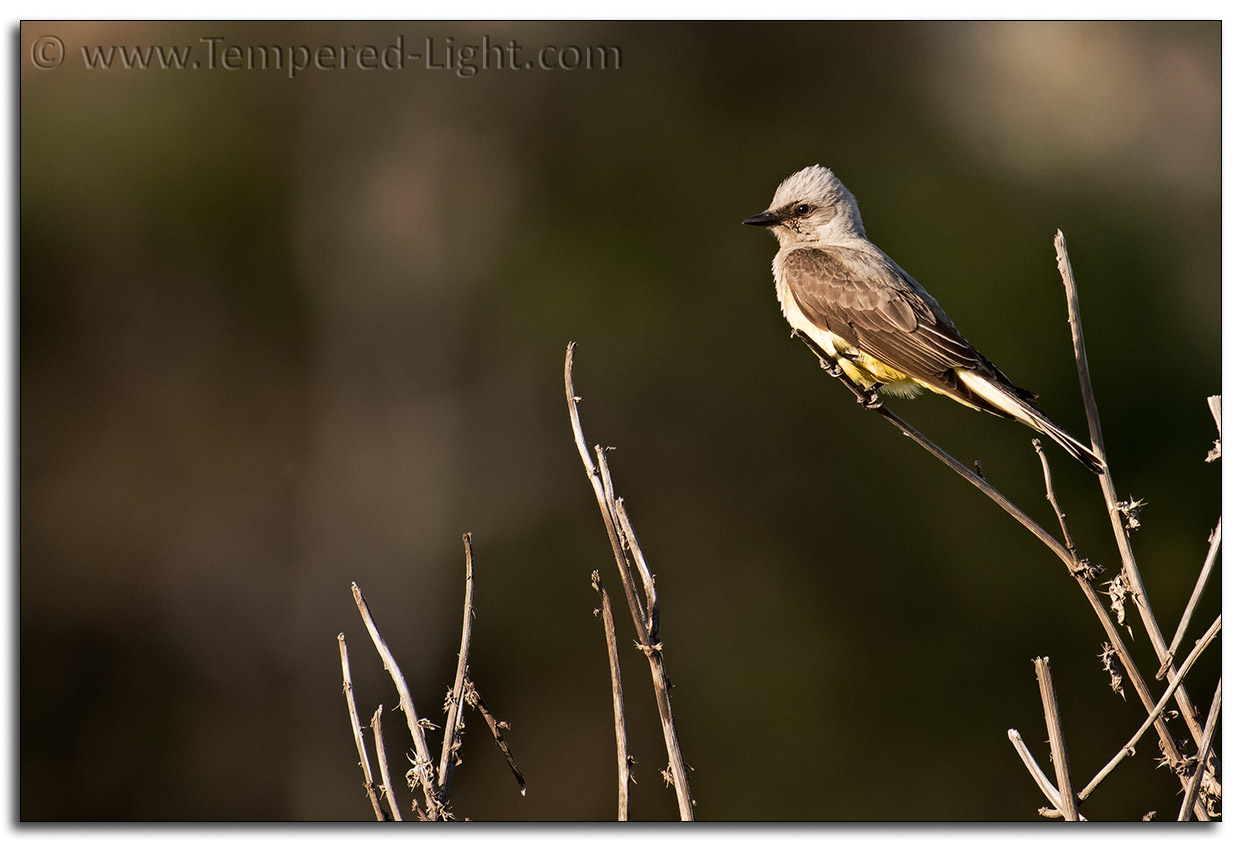 Western Kingbird