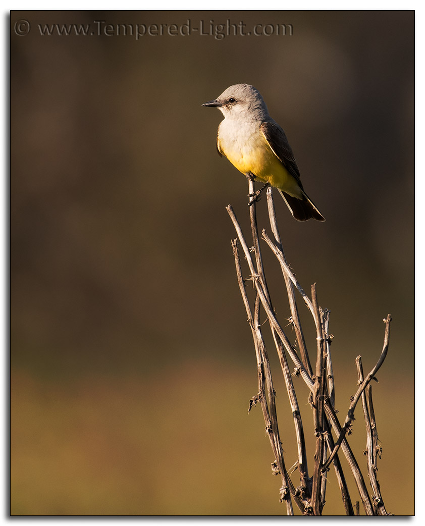 Western Kingbird