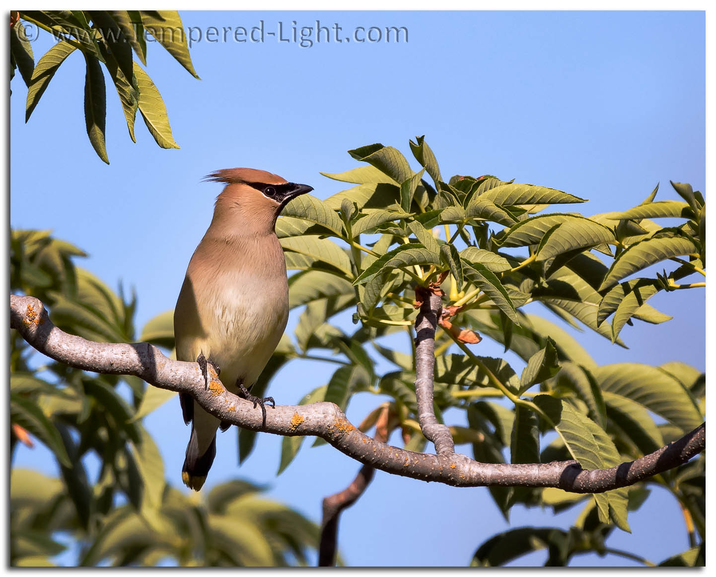 Cedar Waxwing