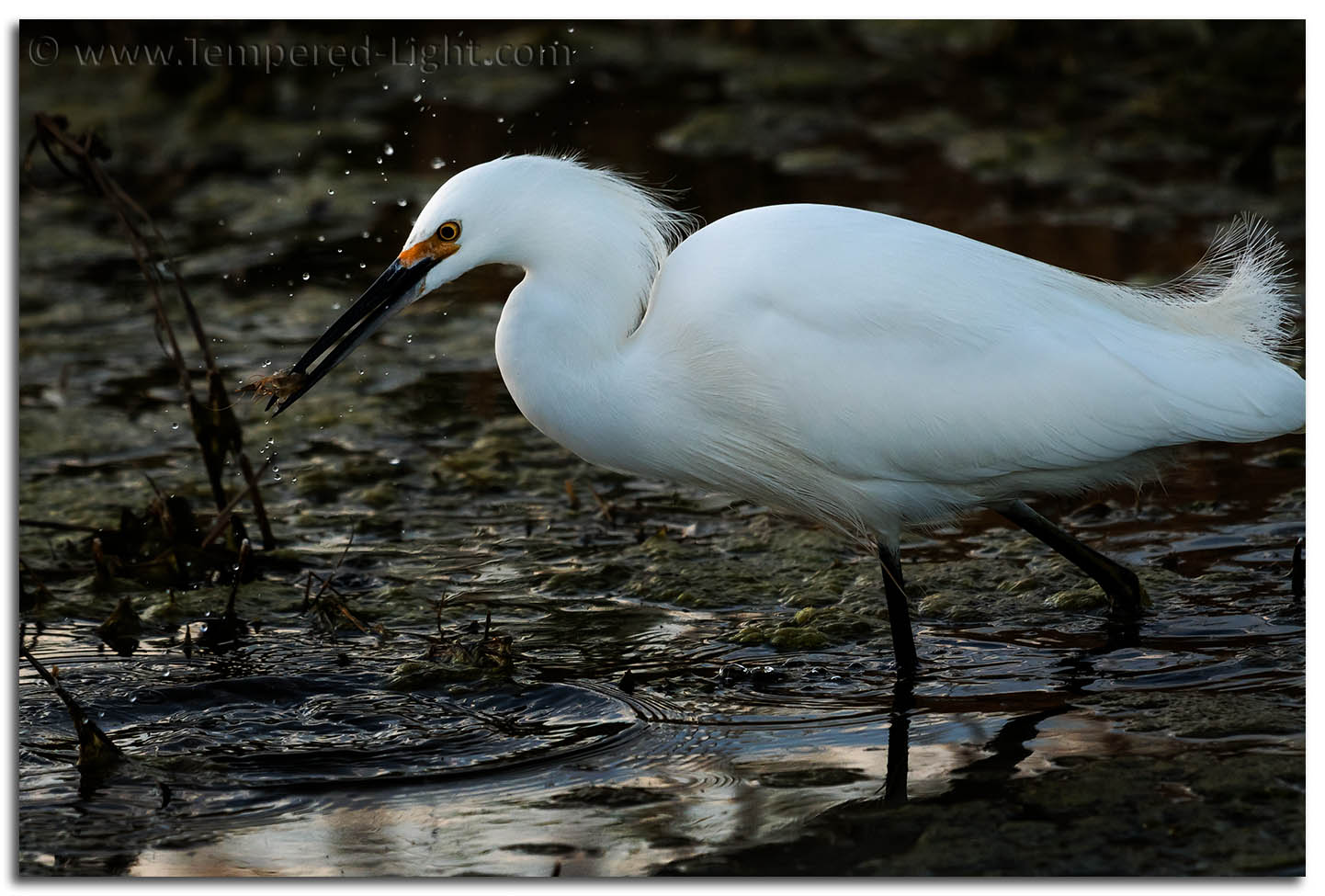 Snowy Egret