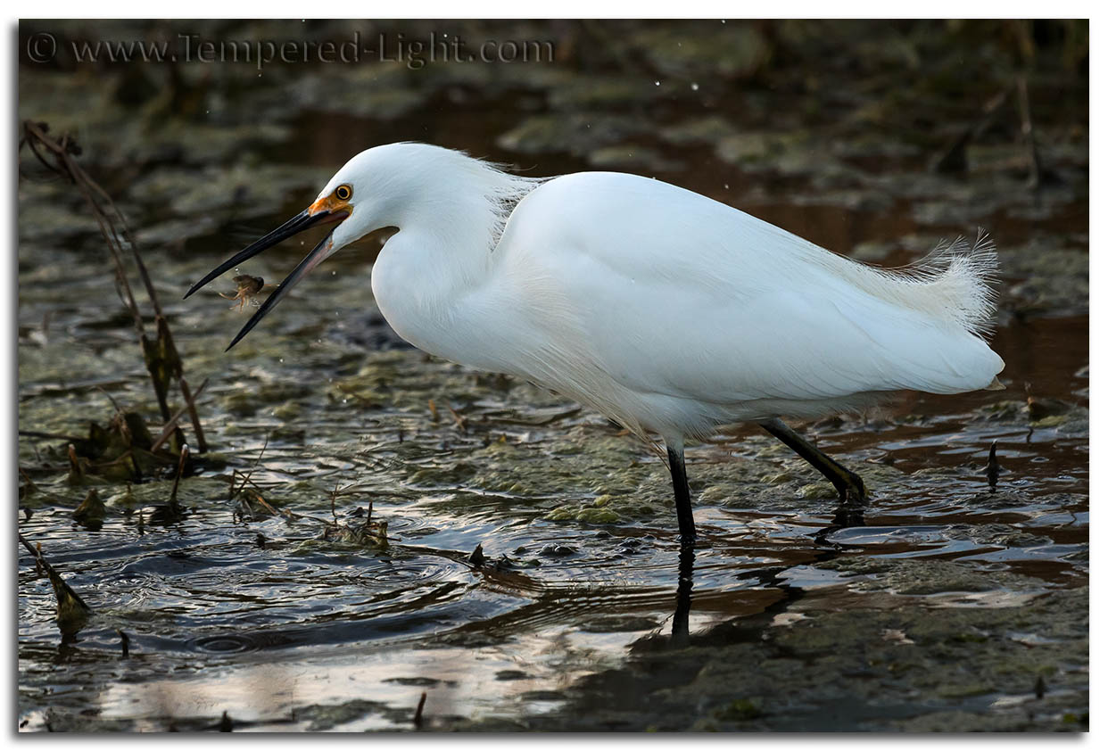 Snowy Egret
