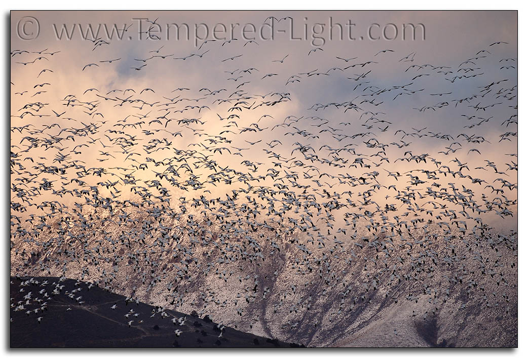 Snow Geese