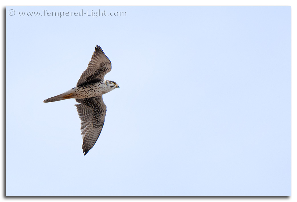 Prairie Falcon