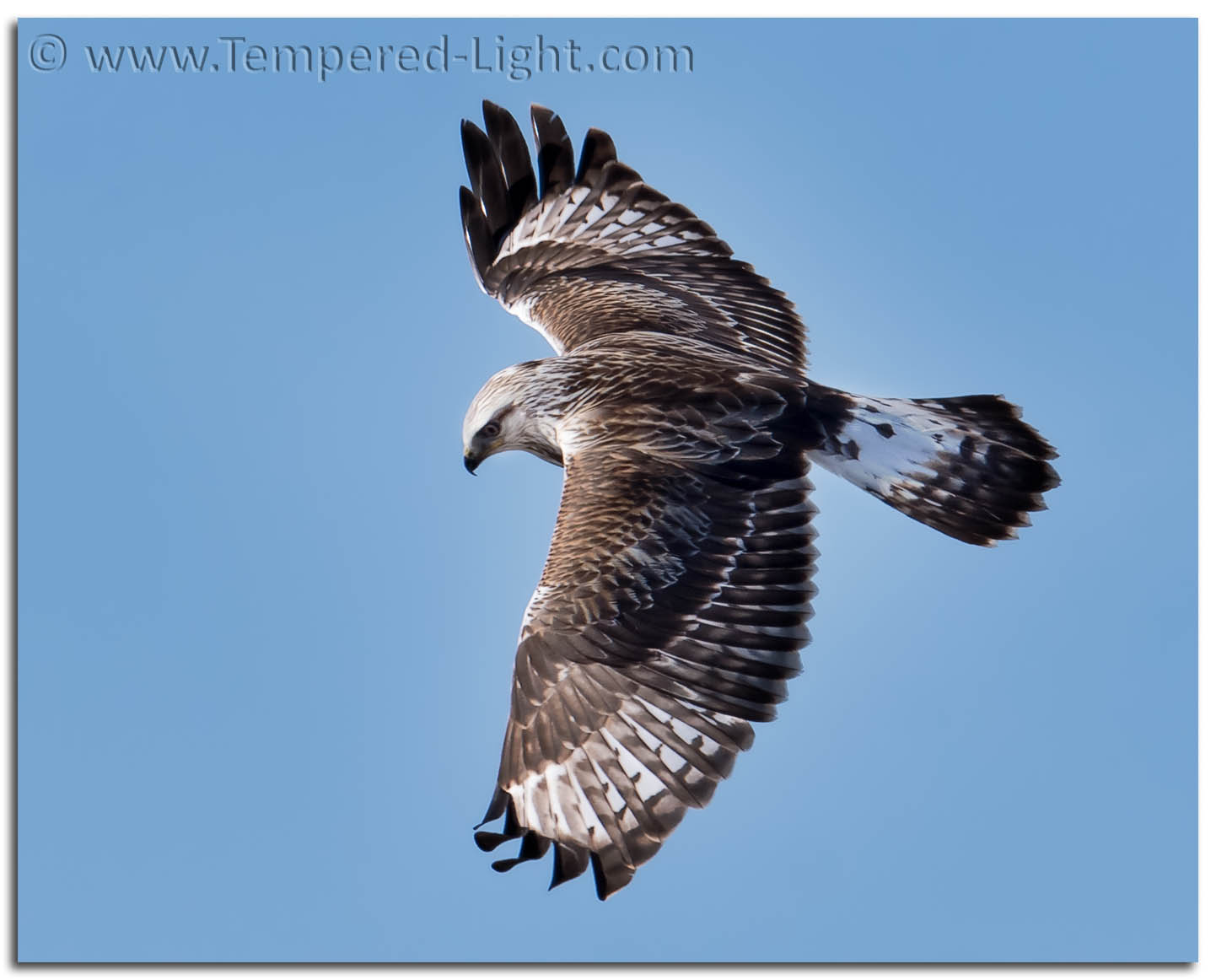 Rough-Legged Hawk