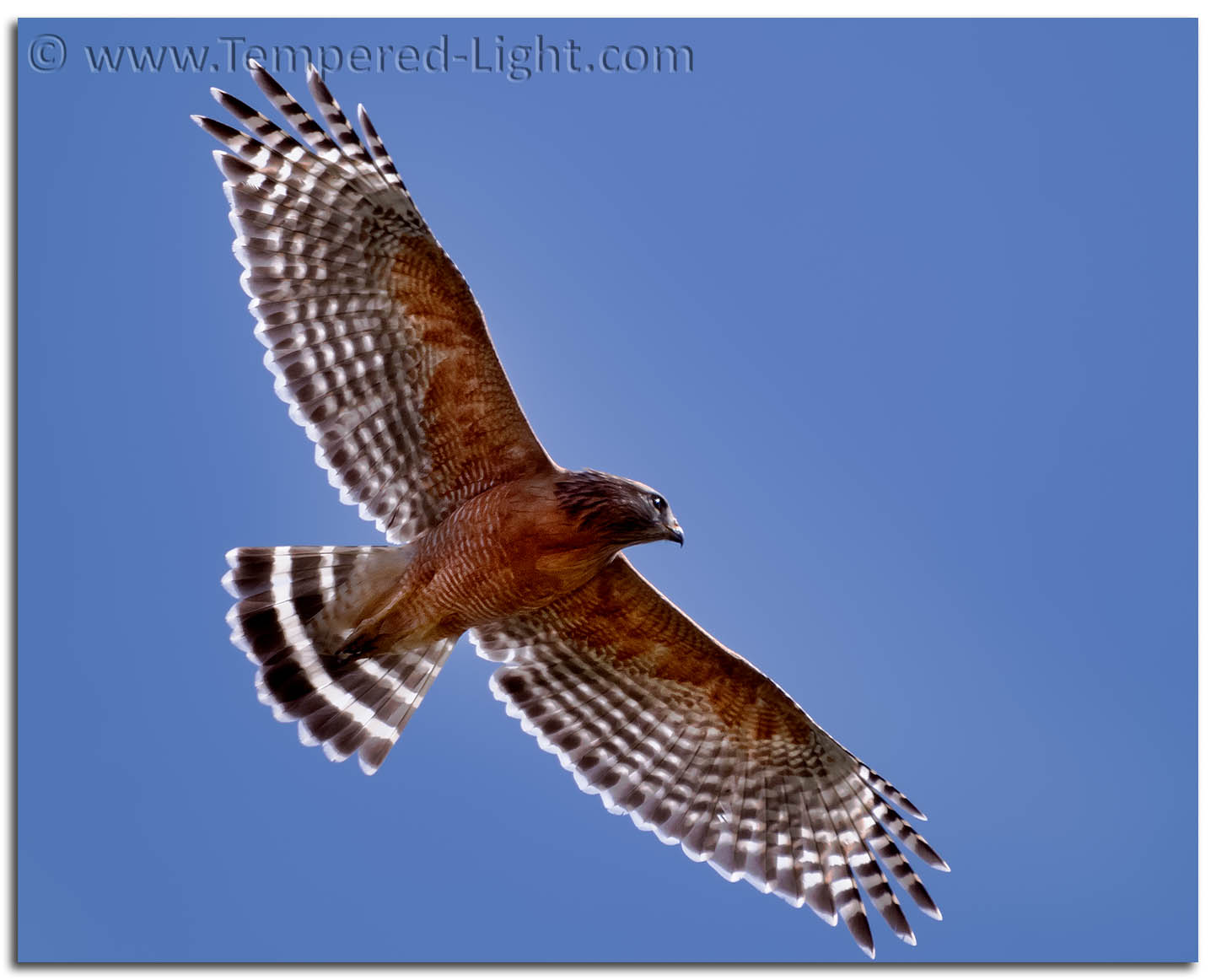 Red-Shouldered Hawk